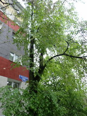 Ulmus pumila