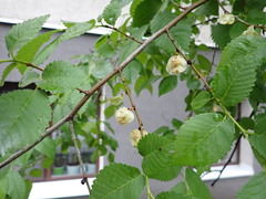 Ulmus pumila