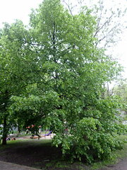 Ulmus
