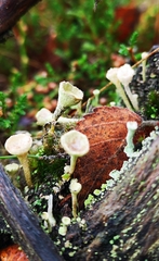 Cladonia fimbriata