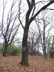 Quercus hartwissiana