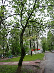 Acer negundo