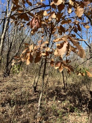 Quercus bicolor