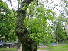 Acer negundo