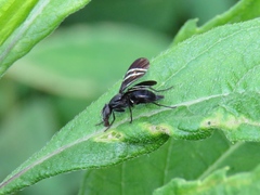 Tritoxa flexa