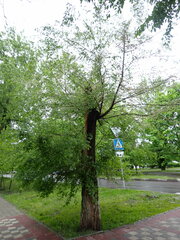 Ulmus
