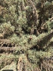Artemisia californica