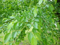 Ulmus