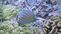 Chaetodon ornatissimus