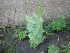 Artemisia absinthium