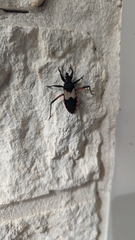 Microtomus purcis