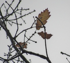 Quercus hartwissiana