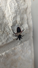 Microtomus purcis