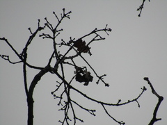 Quercus hartwissiana