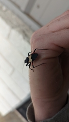 Microtomus purcis