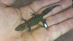 Afrogecko porphyreus