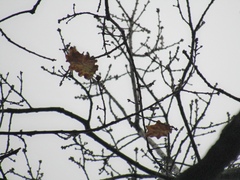 Quercus hartwissiana