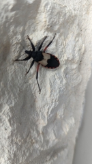 Microtomus purcis