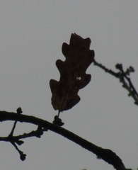 Quercus hartwissiana