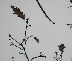 Quercus hartwissiana