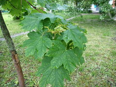Acer platanoides