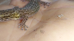 Afrogecko porphyreus