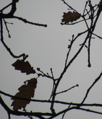 Quercus hartwissiana