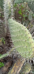 Opuntia lasiacantha