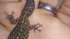 Afrogecko porphyreus