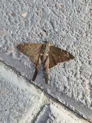 Spicauda simplicius