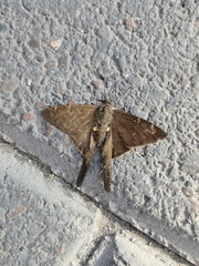 Spicauda simplicius