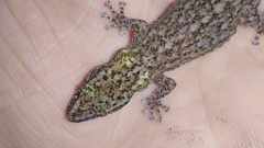 Afrogecko porphyreus
