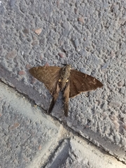 Spicauda simplicius