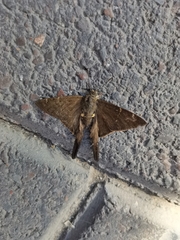 Spicauda simplicius