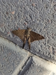 Spicauda simplicius