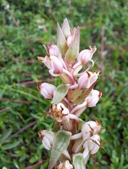 Satyrium ligulatum