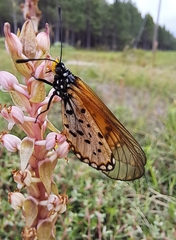 Satyrium ligulatum