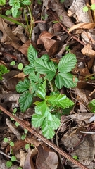 Rubus trivialis