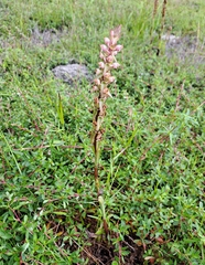 Satyrium ligulatum