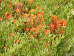 Castilleja mendocinensis