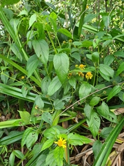 Tilesia baccata