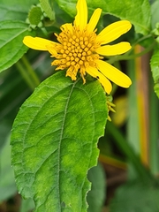 Tilesia baccata