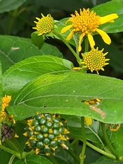 Tilesia baccata