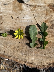 Berlandiera subacaulis