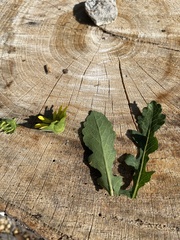 Berlandiera subacaulis