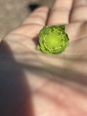 Berlandiera subacaulis