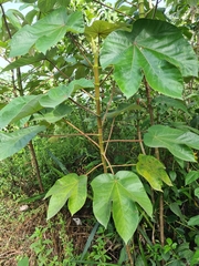 Cecropia peltata