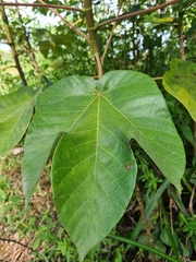 Cecropia peltata