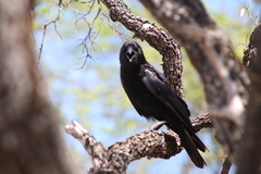 Corvus palmarum