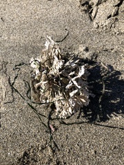 Calliarthron tuberculosum